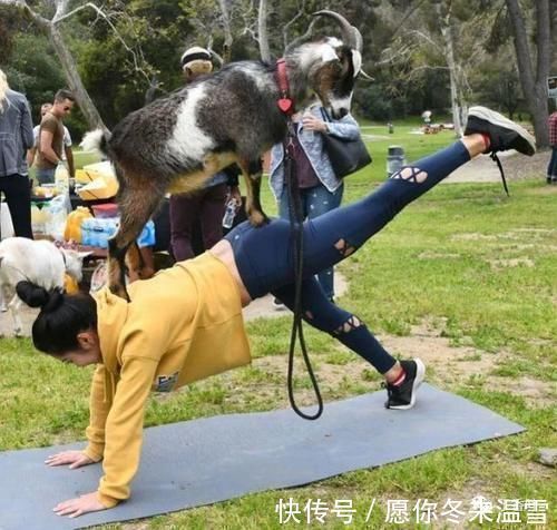 心理健康|山羊瑜伽是5件事的理由以及为什么应该尝试?