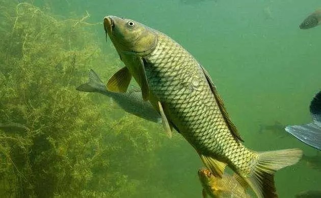 钓鱼用“油”事半功倍,其中有两种油,在钓饵中广泛使用