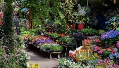 逛花市，看到“1种花卉”，记得买回家，被称为“镇宅花”，好养