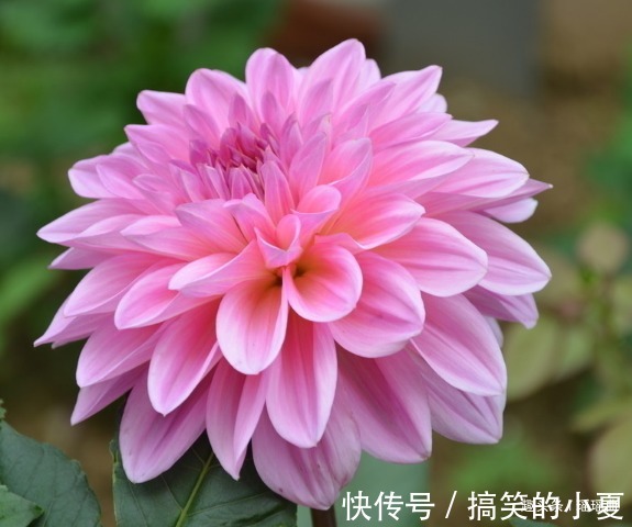 此花外形奇特品种极多，花姿优雅霸气傲然，是寿比南山的好寓意