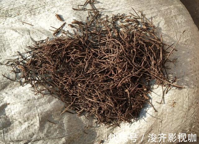 长寿花|爷爷养花，从不用“营养液”，路边捡“2种料”，养啥花都爆盆！