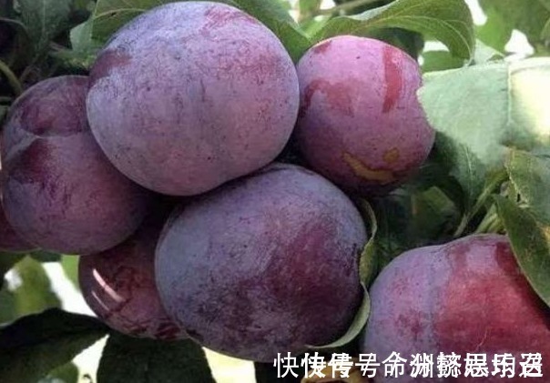 苦杏仁苷|聪明的人都知道,常吃此水果,美白皮肤,淡化色斑,早知早受益