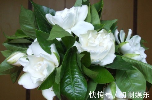 栀子花老爱长黄叶喷点“救命水”,叶子油绿窜花苞!