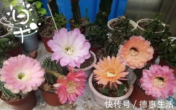 这16种花冬天越浇越死,3个月不管,反而长高个