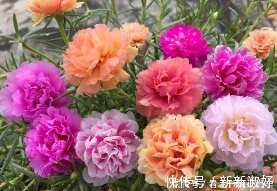 种花|3种花花朵硕大、花期长,看了就让人沉醉,年年开花不断,美!