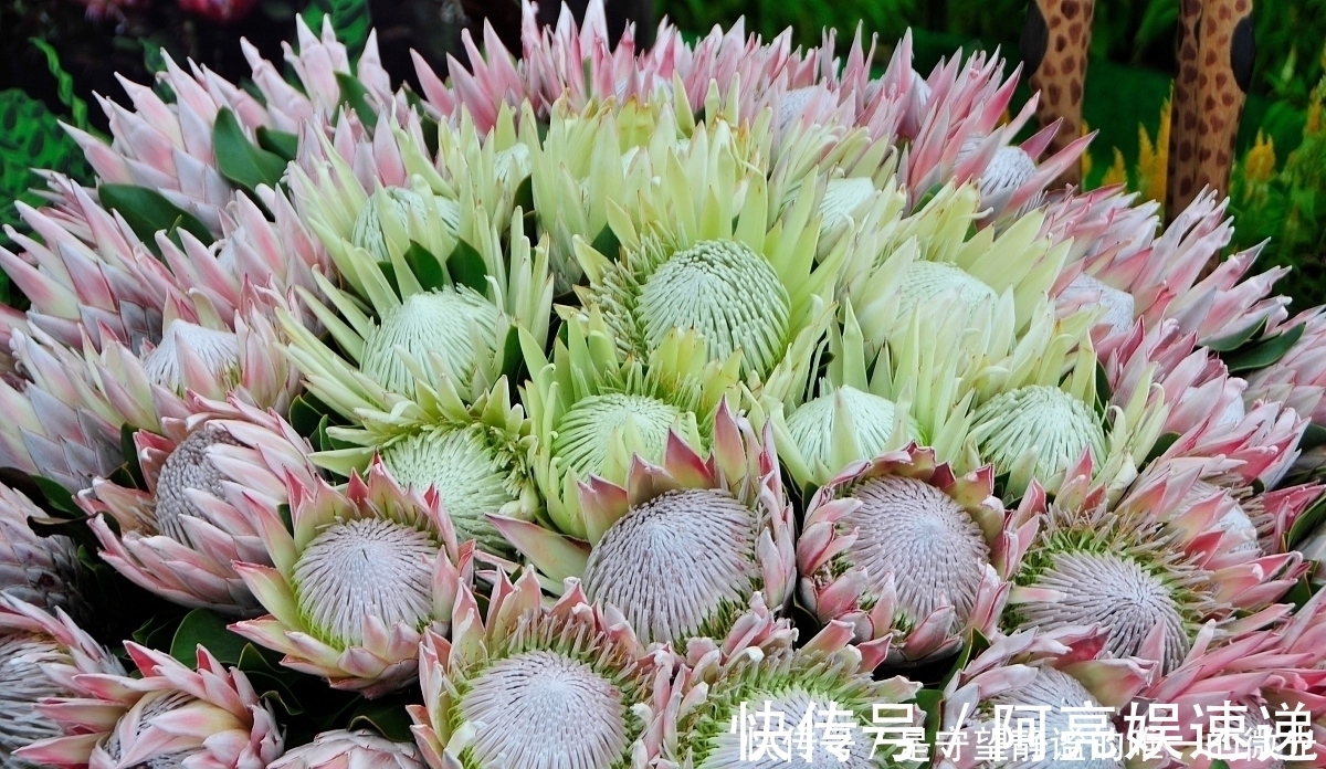 家里养盆帝王花,大气华丽,寓意事业蒸蒸日上,富贵吉祥