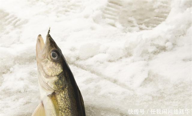 水温|冬季野钓为什么晴天不上鱼,而阴冷天却鱼口好老钓友告诉你答案