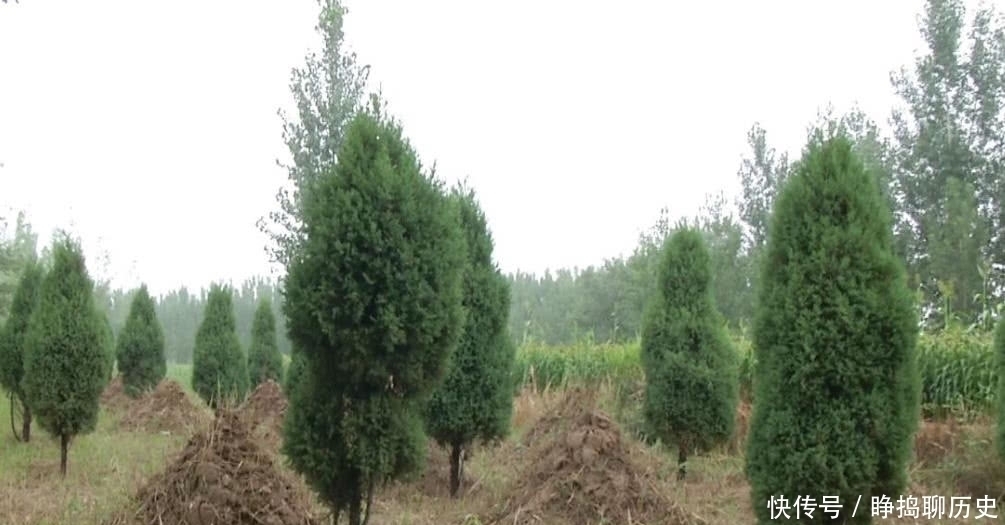 经验|俗语“五树不进宅,财源滚滚来”,古人的2句生活经验,至今受用