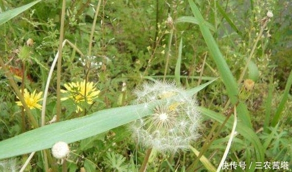 采摘|农村一种野草,春天时候经常被采摘当美味,实际药用价值更高