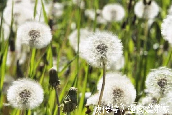 痤疮|农村不起眼的蒲公英,浑身都是宝,清热解毒功效多,现在吃正当季