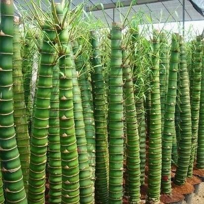 家里不要乱养花,里面有讲究!懂得人爱养此8种花,飘香还养人