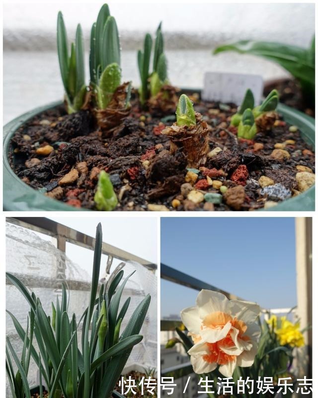 此花适合冬天养,埋土里就能活,开花早,花香浓,室内盆栽也可以!