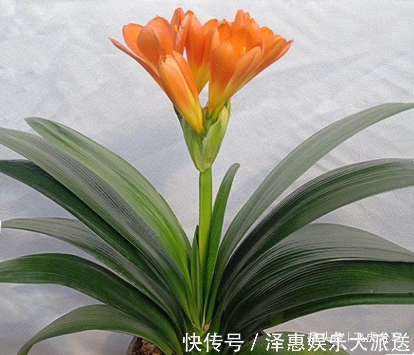 叶片|君子兰叶片东倒西歪,夹箭有时还不开花,都是几件事没做好