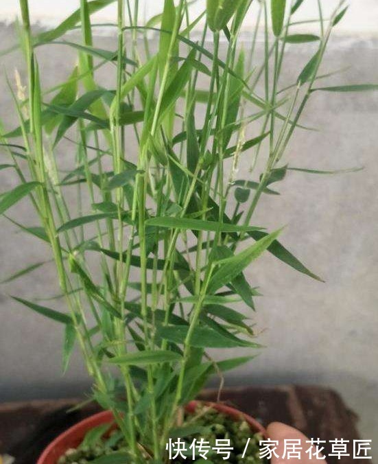 盆栽|雅致姬翠竹做景观盆栽，3个基本步骤做好了，爆盆更简单