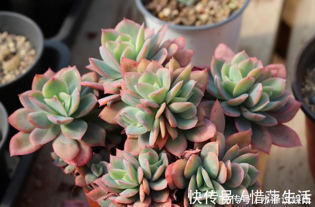 叶芯|夏季养多肉,“保命”是关键,做好4要点,轻松度过“生死劫”