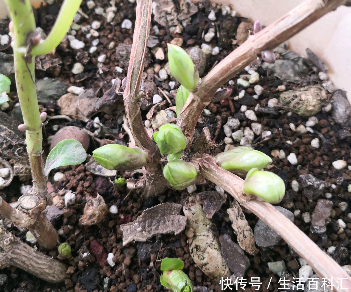 新芽|绣球花冬季才长新芽,会影响绣球花越冬吗,如何保证明年早开花