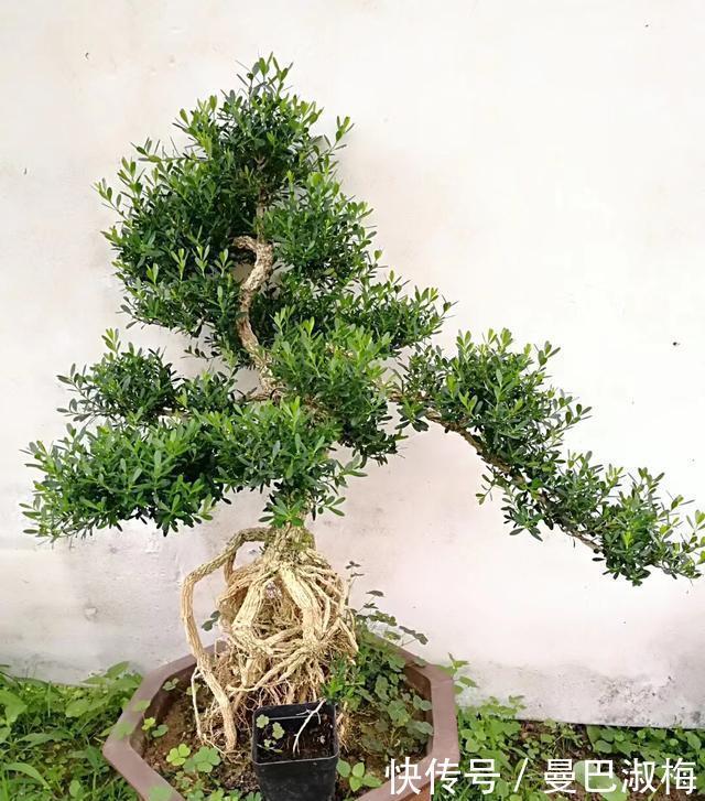 黄杨|不管家中再小,一定要摆放上一盆“木中君子”