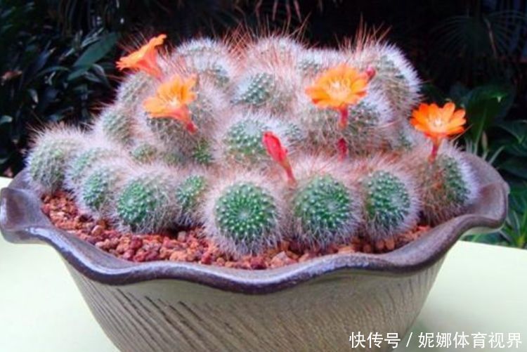 4种花被称“有钱花”,财运、福运滚滚来,不易生病好养护