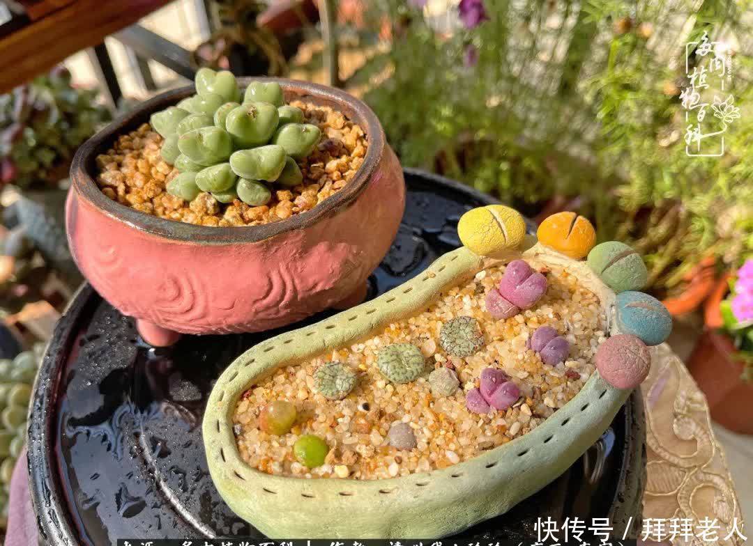 多肉与我，不负时光韶华！