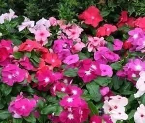 10种出彩的庭院地被花儿,最适合的才是最好的