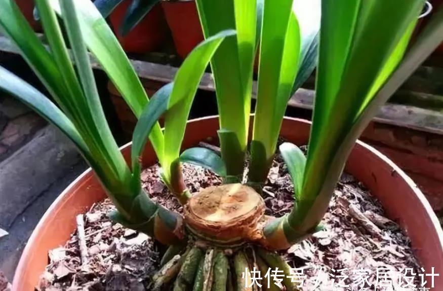 廿六|9月养君子兰,3件小事来助力,做到位根壮叶肥,一盆窜10枝花