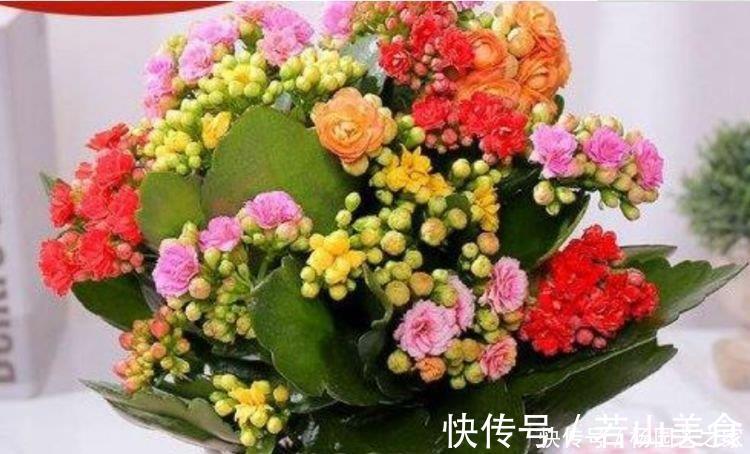 养花就养4种花，好养易活花量大，开花就爆盆，不易生病好养护