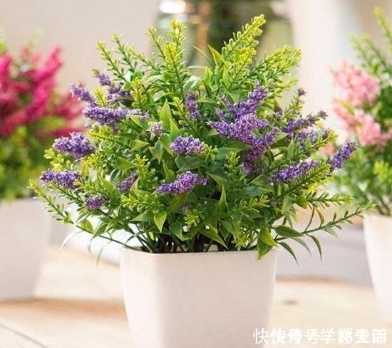 紫色开始流行,紫色花也超美,几种专门的紫色花不养就亏了