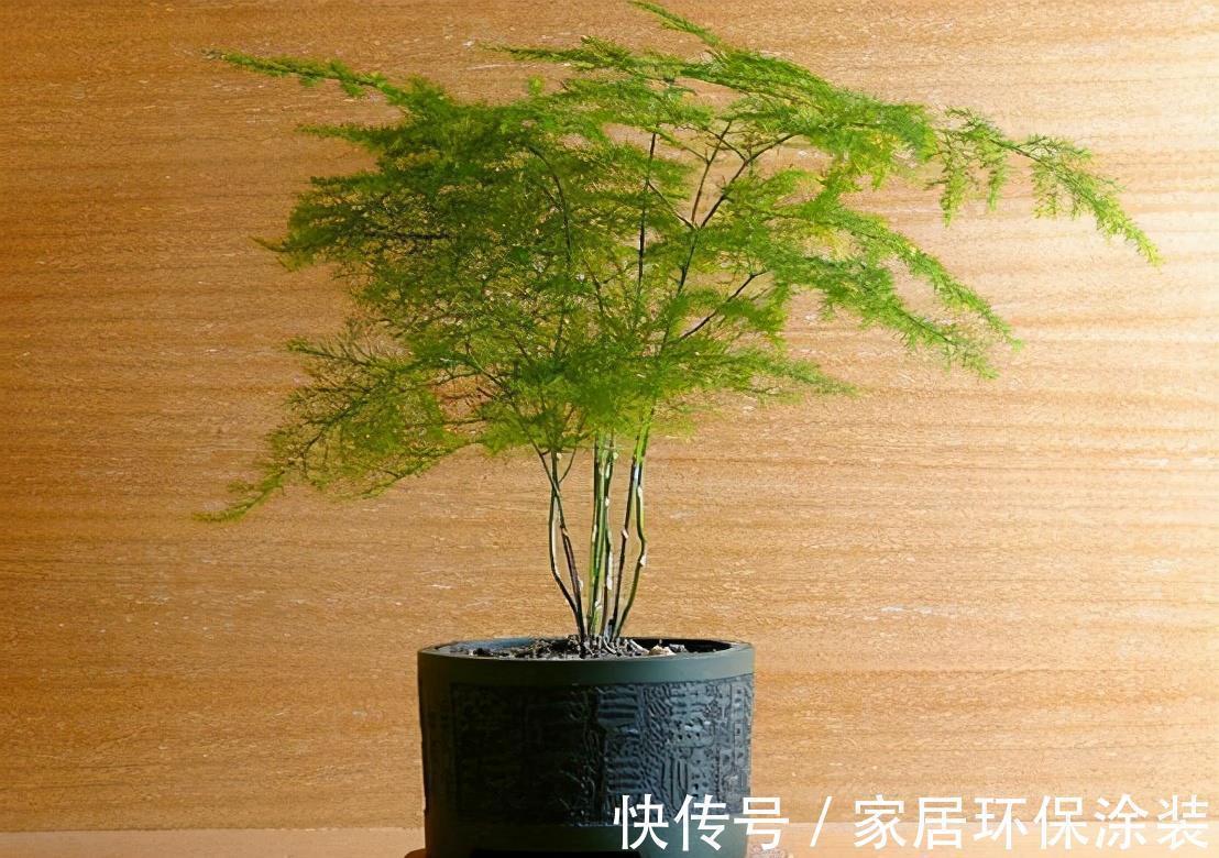 文竹|文竹夏季想要长得油绿旺盛,养护技巧很重要,这3点你要了解