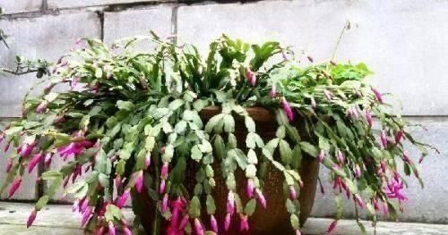 盆土变硬如“石头”,不用换盆,浇这“2种水”,比新土还松软