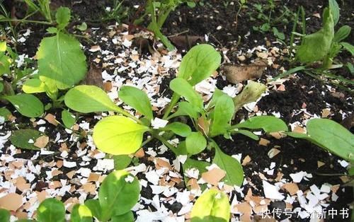 矿泉水瓶|花盆里撒上这两样东西，不生虫不黄叶不烂根，还能疯长爆盆