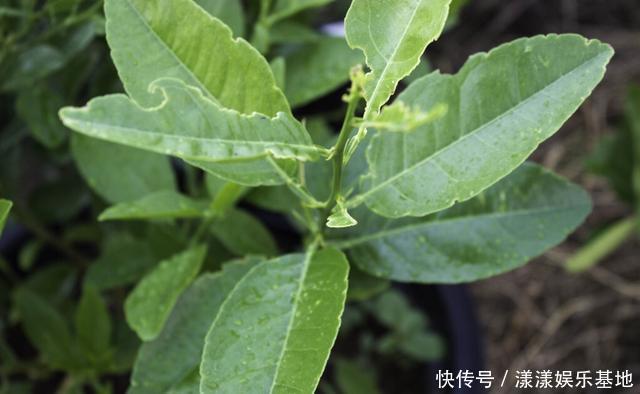 4种树“自带体香”,家有小院养一棵,很好闻