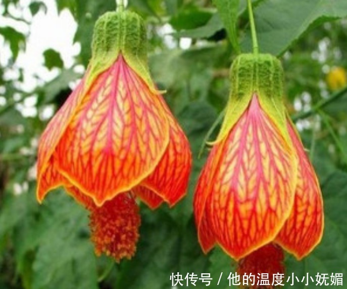 “3种花”看一眼就难忘，楚楚动人，比牡丹更漂亮，你喜欢吗