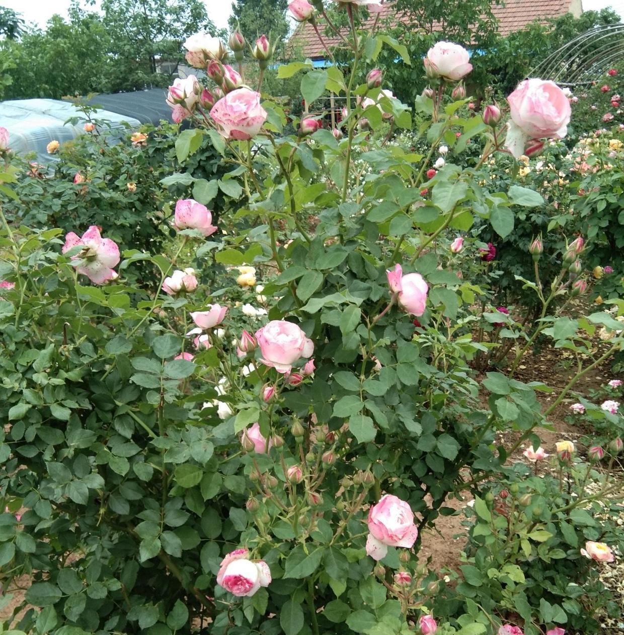 花友都喜欢的月季品种,龙沙宝石,适合做花门,冬天也可以养