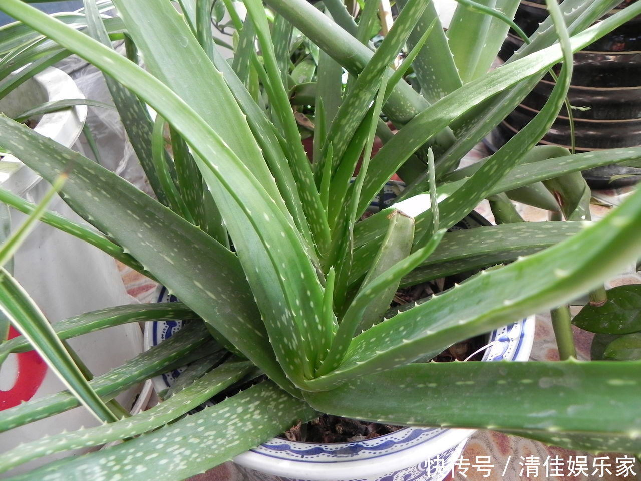 养人|此3种“盆栽花”不能随便送人，养家养人又“镇宅”，要谨记