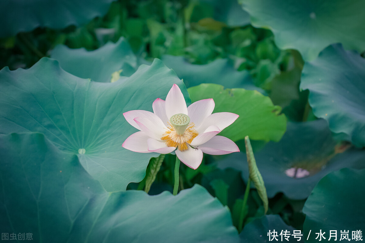  最深处|年华苍翠，时光如许，在红尘最深处，写一个关于风花雪月的故事