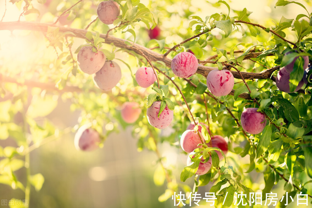 房小白|各地“二次土拍”大多数底价成交，沈阳土拍倒计时2天