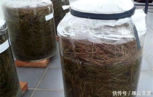 花肥|怎么调节、疏松土壤？巧用这2样，植物长势可轻松得到改善