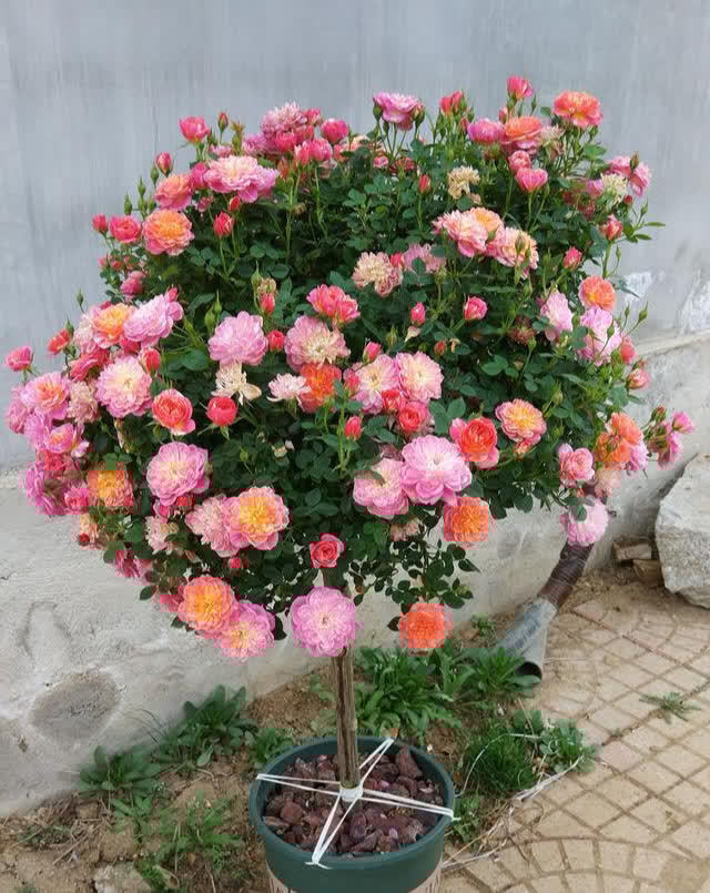 3种“东西”别浪费,路边一大推,一分钱不花,养花效果一级棒