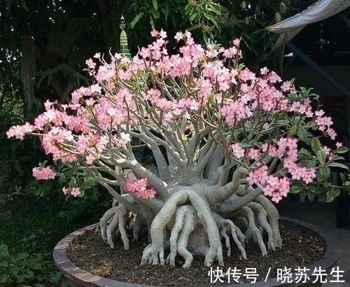 两种花草,耐旱好养还适合做盆景,来看看吧