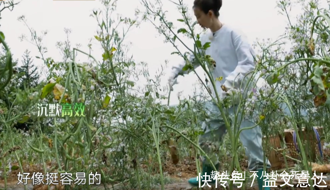 《向往》造假嚴(yán)重蘿卜現(xiàn)種的，魚塘現(xiàn)挖的，全靠工作人員搞衛(wèi)生