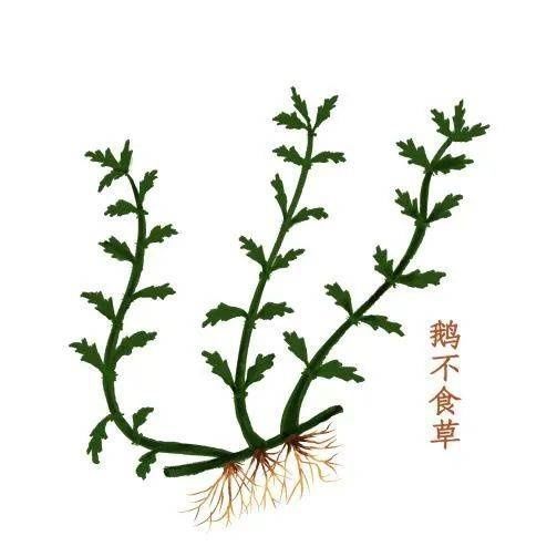 中医|耳鼻喉医话｜这鹅不吃的草，对鼻炎竟有这种奇效！