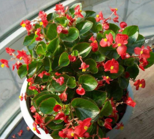 此1种花,花期超长,能开9个月,养一盆天天有花看!