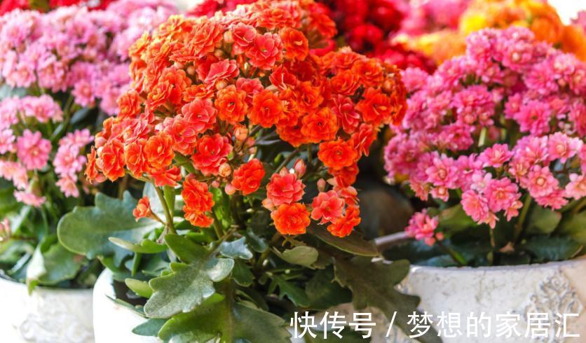 秋冬阶段，盆栽养花种草，植物休眠了，该怎么加强营养？