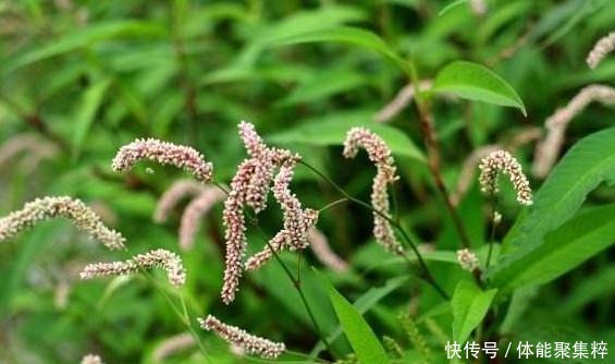  酒曲认识吗路边撸一把野草，就能做成功，自制甜米酒必备