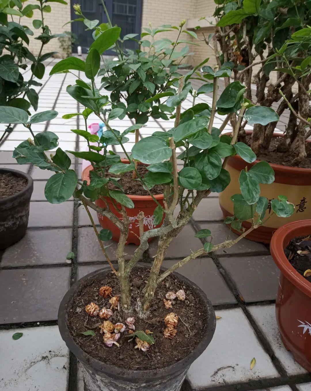 10种花,现在抓紧剪,更抗冻、好过冬!