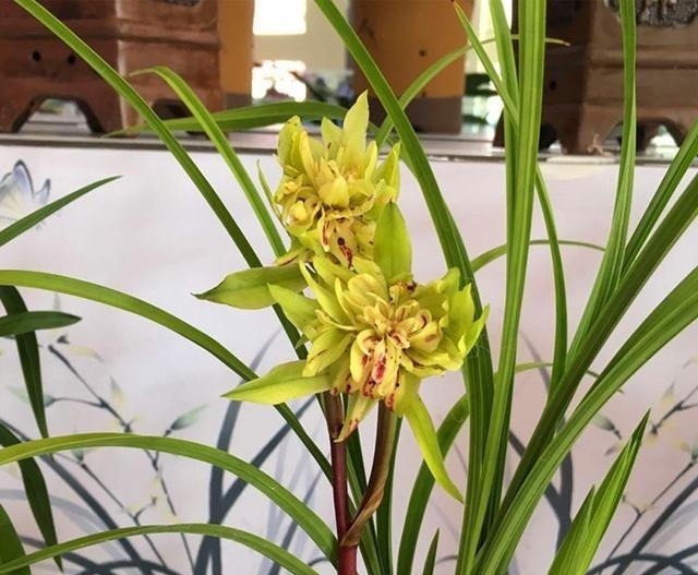 兰花|这款兰花,一盆能香遍一条街,花型奇特,花瓣多到数不清,值得养