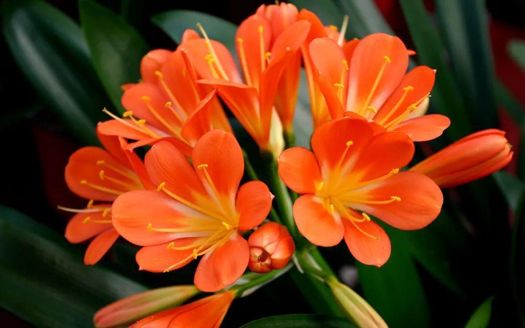 木屑|君子兰种子催芽很容易,只需简单操作几步,很快收获一盆苗儿