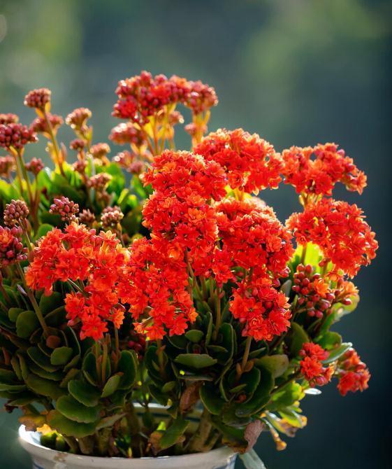 盐碱|长寿花好看却养不好,对照这“7点”,来看看问题出在哪