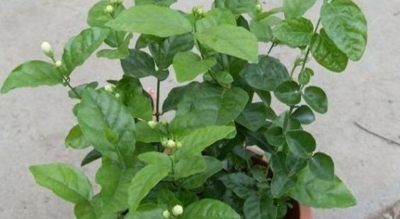 茉莉花要狠下心修剪,花才能越开越大不要舍不得