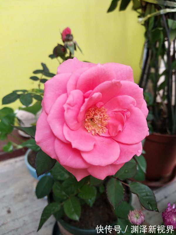 花型|喜欢月季,就选“优良名品”戴尔巴德,花型丰满,丰腴婀娜!!